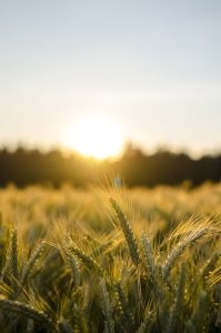 Wheat crop at sunset
