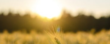 Wheat crop at sunset