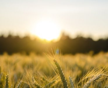 Wheat crop at sunset