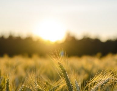 Wheat crop at sunset