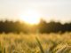 Wheat crop at sunset