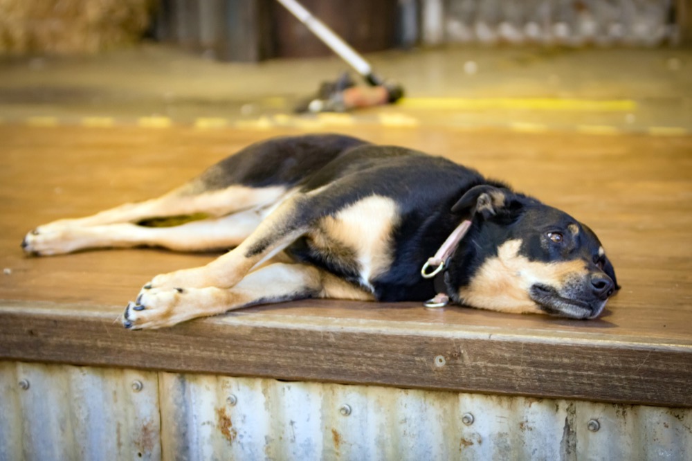 Kelpie working dog