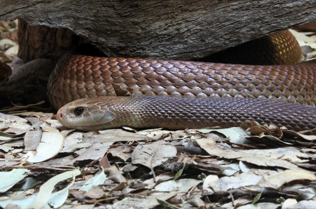 Australian Brown Snake