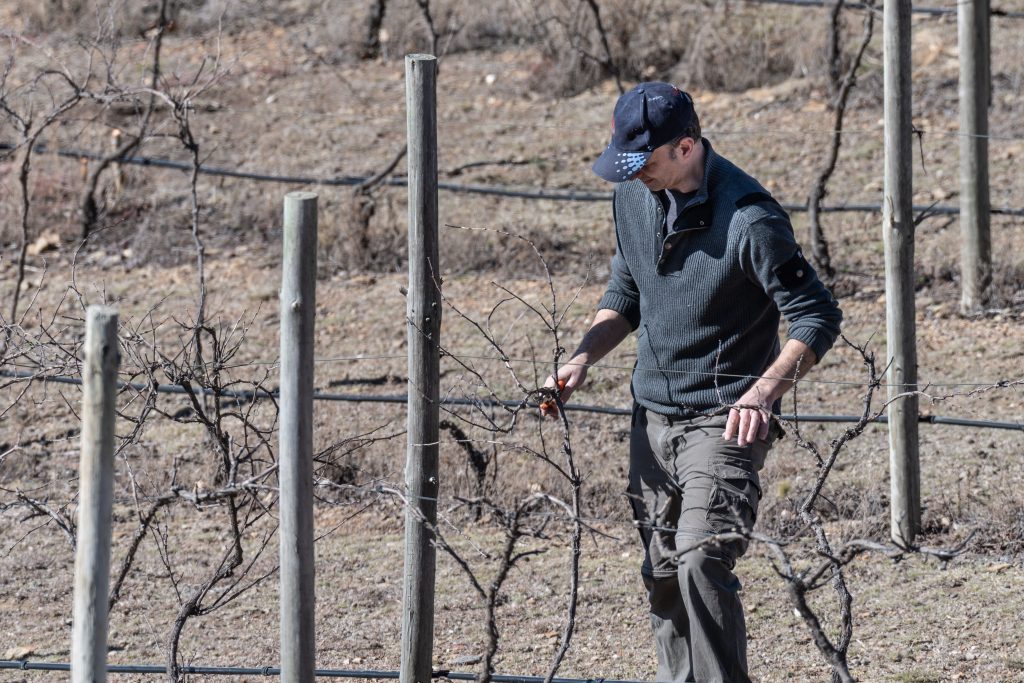 Agricultural work in South Australia: pruning grape vines