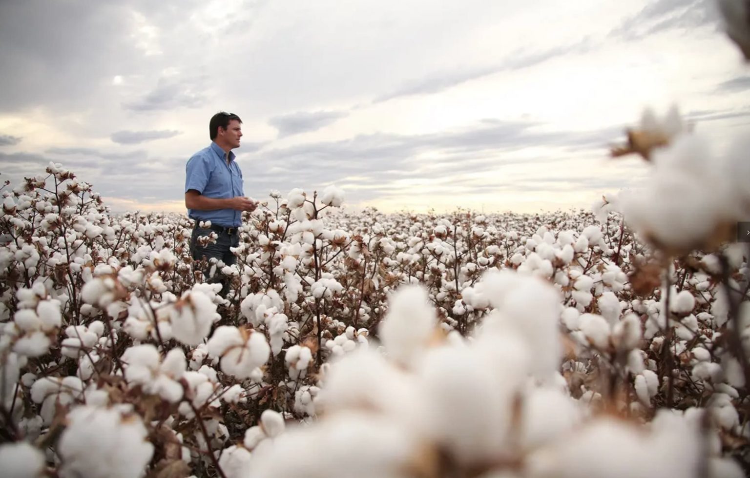 Good Earth Cotton every fibre tells a story AustralianFarmers