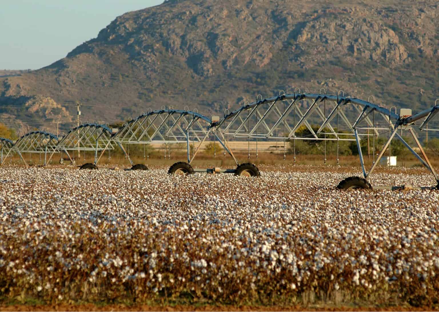 Australian Cotton Examples 5 facts about Australian cotton - AustralianFarmers