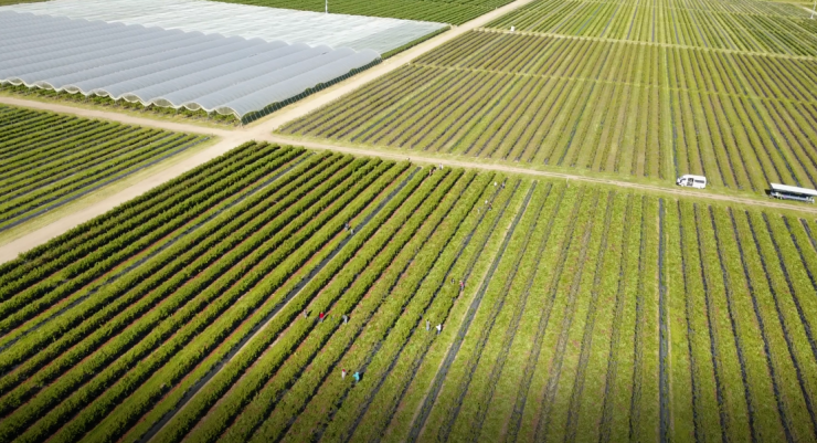 Meet the family at the helm of one the nation’s largest blueberry farms ...