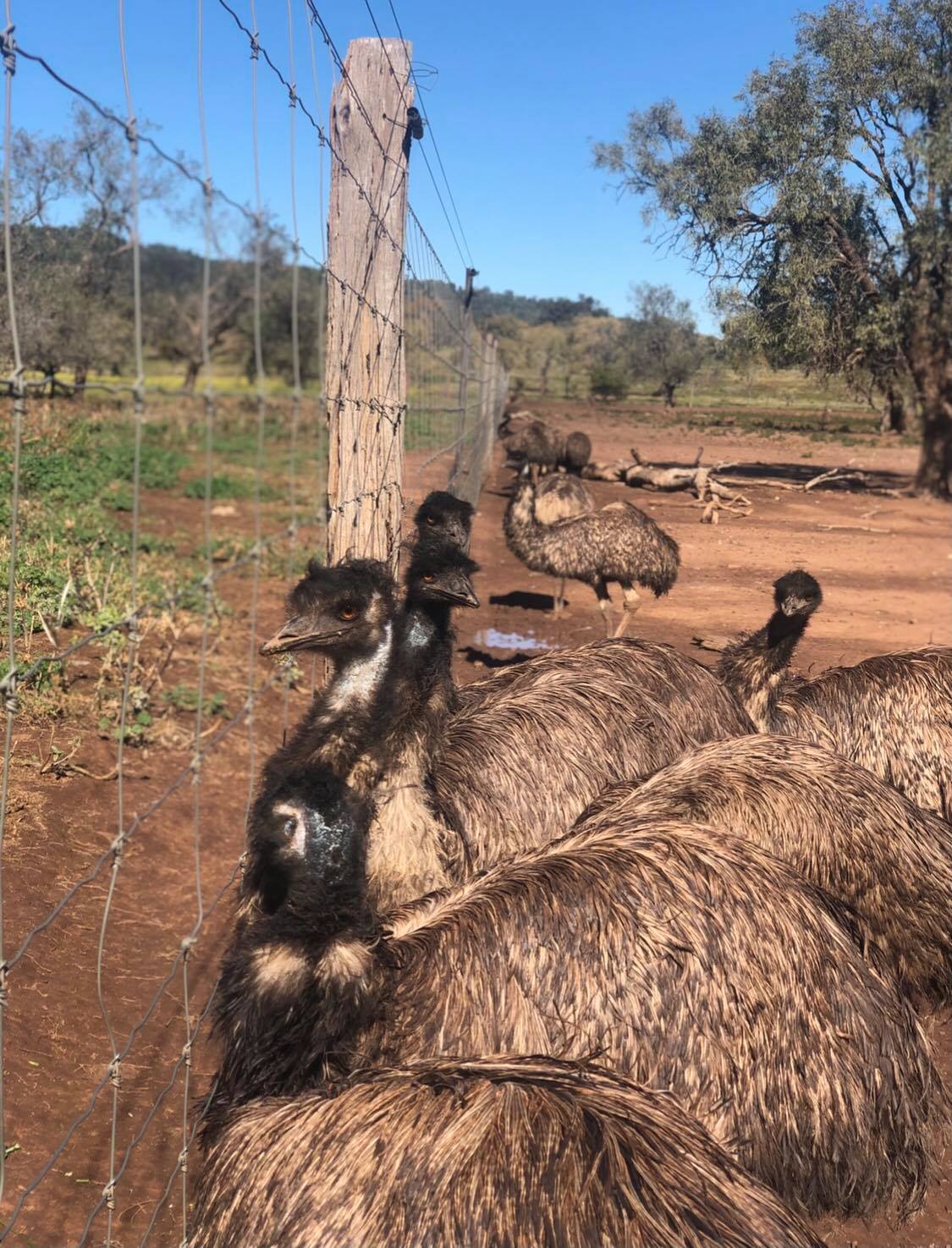The water trough capturing Australia’s wildlife like you’ve never seen