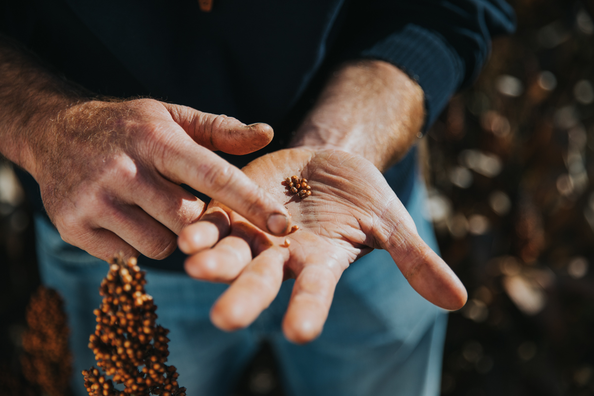 Close of. hand with seeds in the palm.