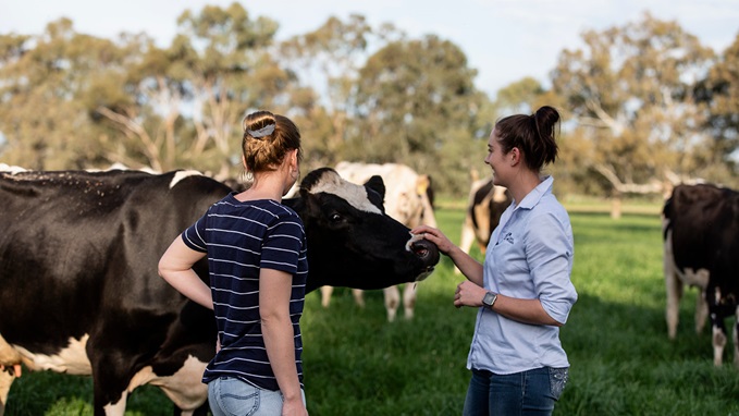 Confused cows and more time after work: the pros and cons of daylight  saving across Australia, Australia news