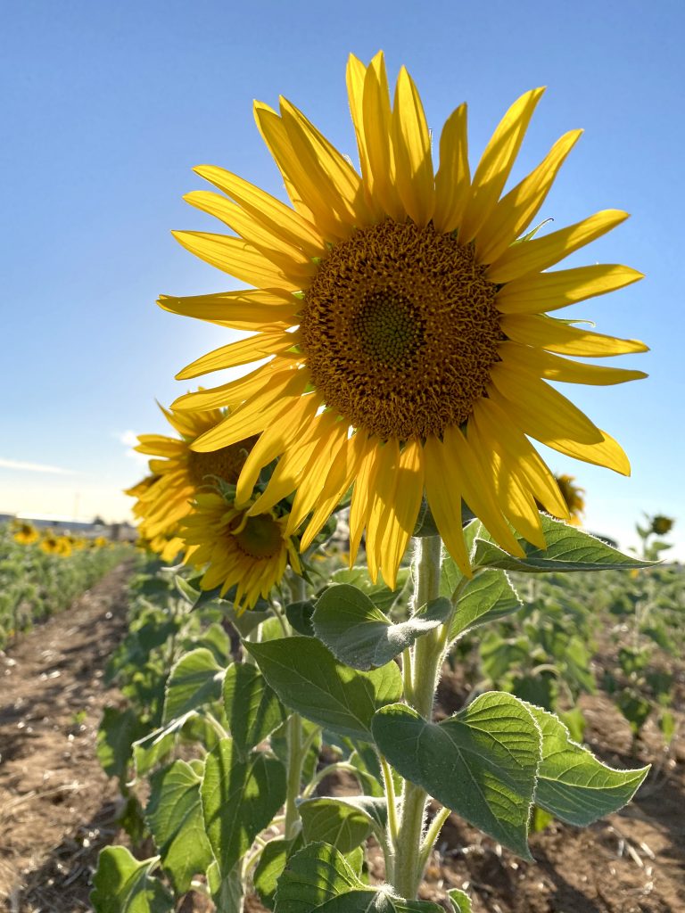 Sunflowers brighten the day for thousands Australian Country Life