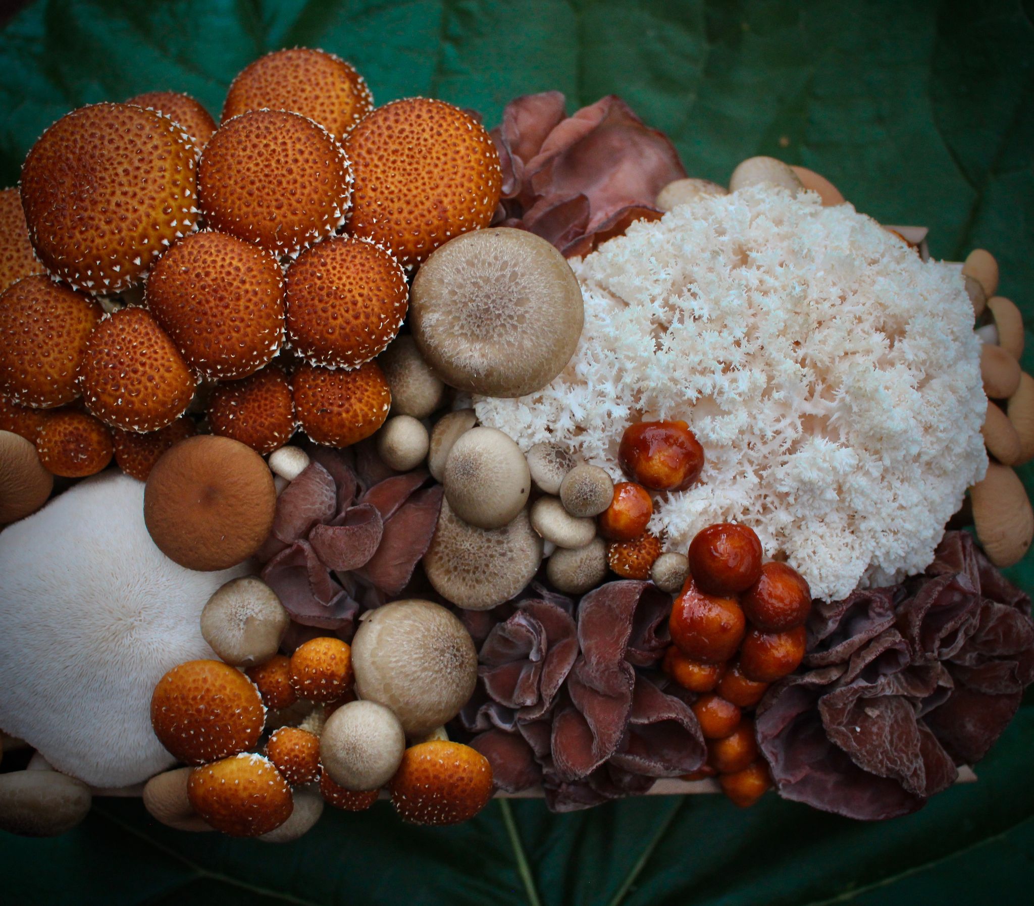 The mysterious world of mushrooms AustralianFarmers