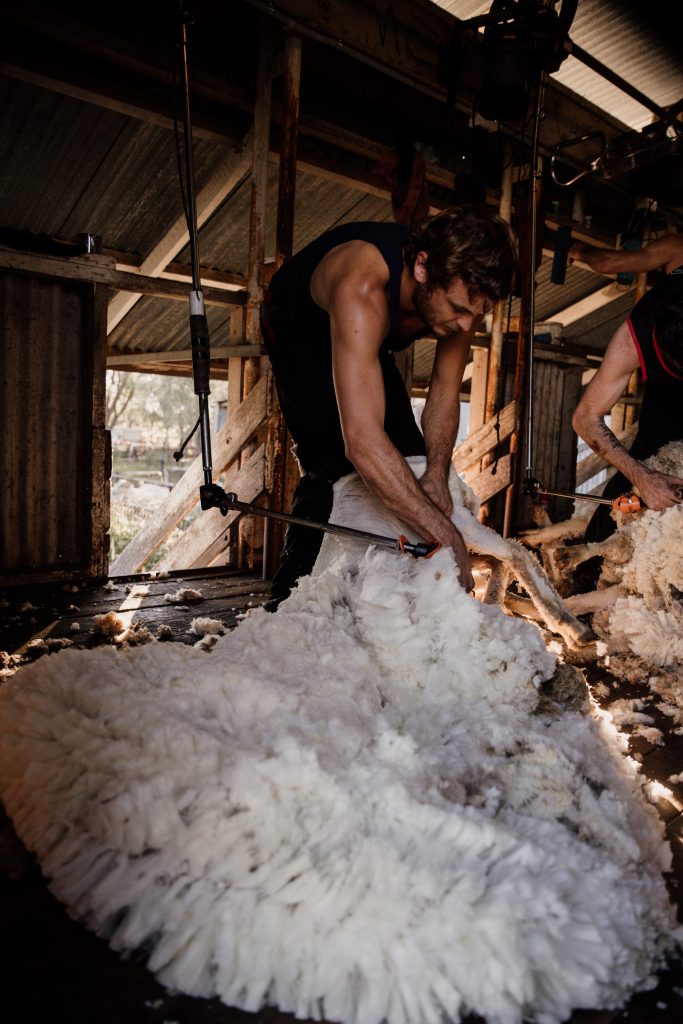 How science could transform shearing