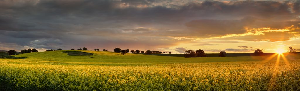 Canola farm at sunset