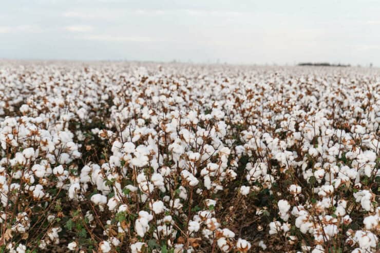 Australian Cotton Examples Spotting the gap: The rise of Australian cotton tampons - AustralianFarmers